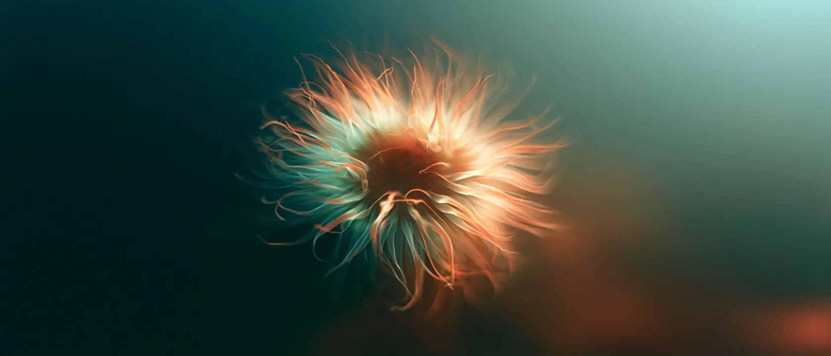 Anemone heart